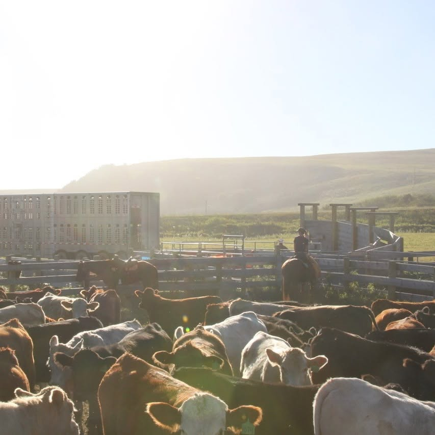 Cattle at the ranch