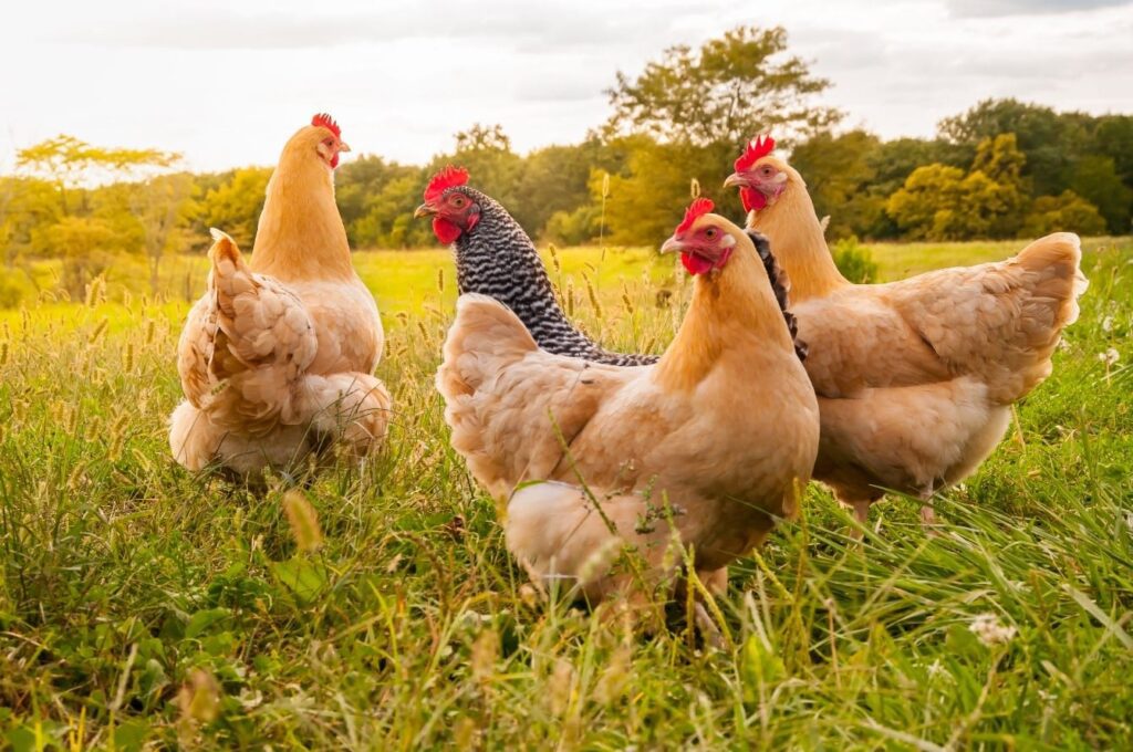 Chicken Feed