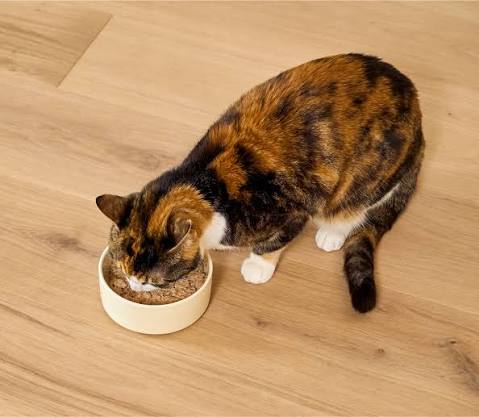 Cat Food & Treats