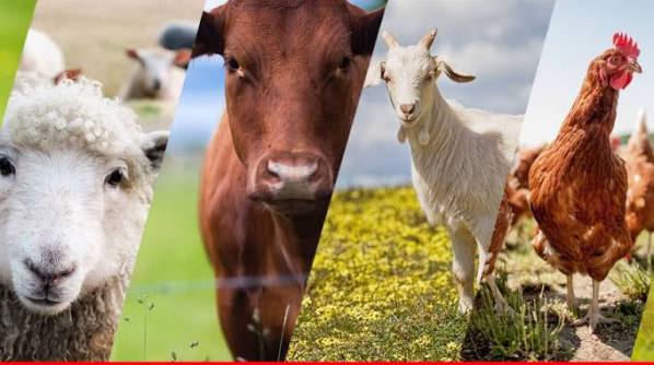 Other Livestock Feed & Mineral & Tubs