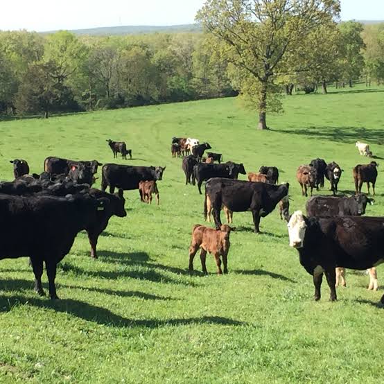 Cattle Feed & Mineral & Tubs