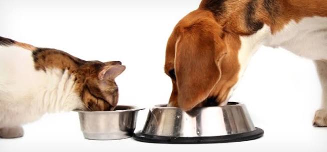 The Dog & Cat Corner