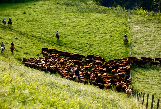 Farm, Ranch & Livestock