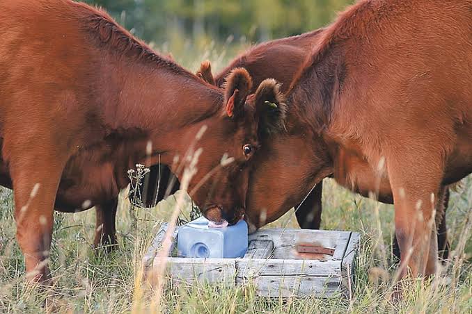 Livestock Salt