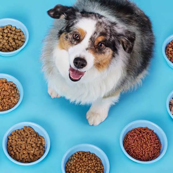 Dog Food & Treats