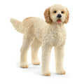 13939 Goldendoodle