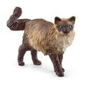 13940 Ragdoll