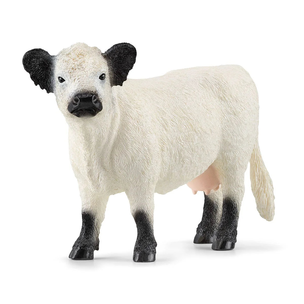 13960 Galloway Cow