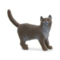 13973 British Shorthair Cat
