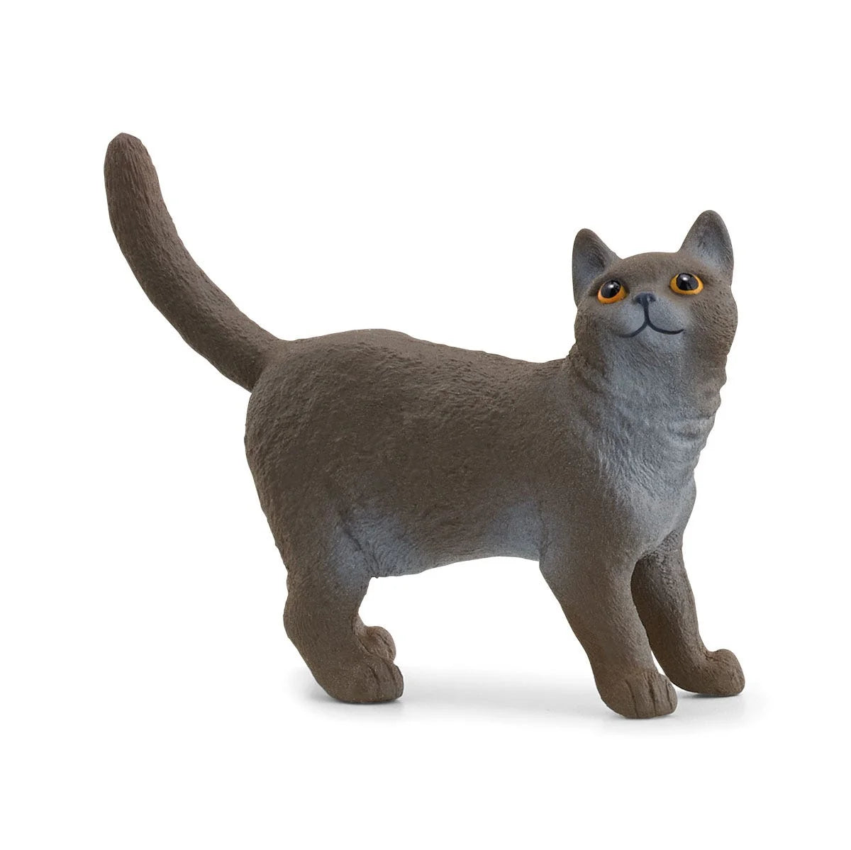 13973 British Shorthair Cat