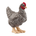 13997 Plymouth Rock Chicken