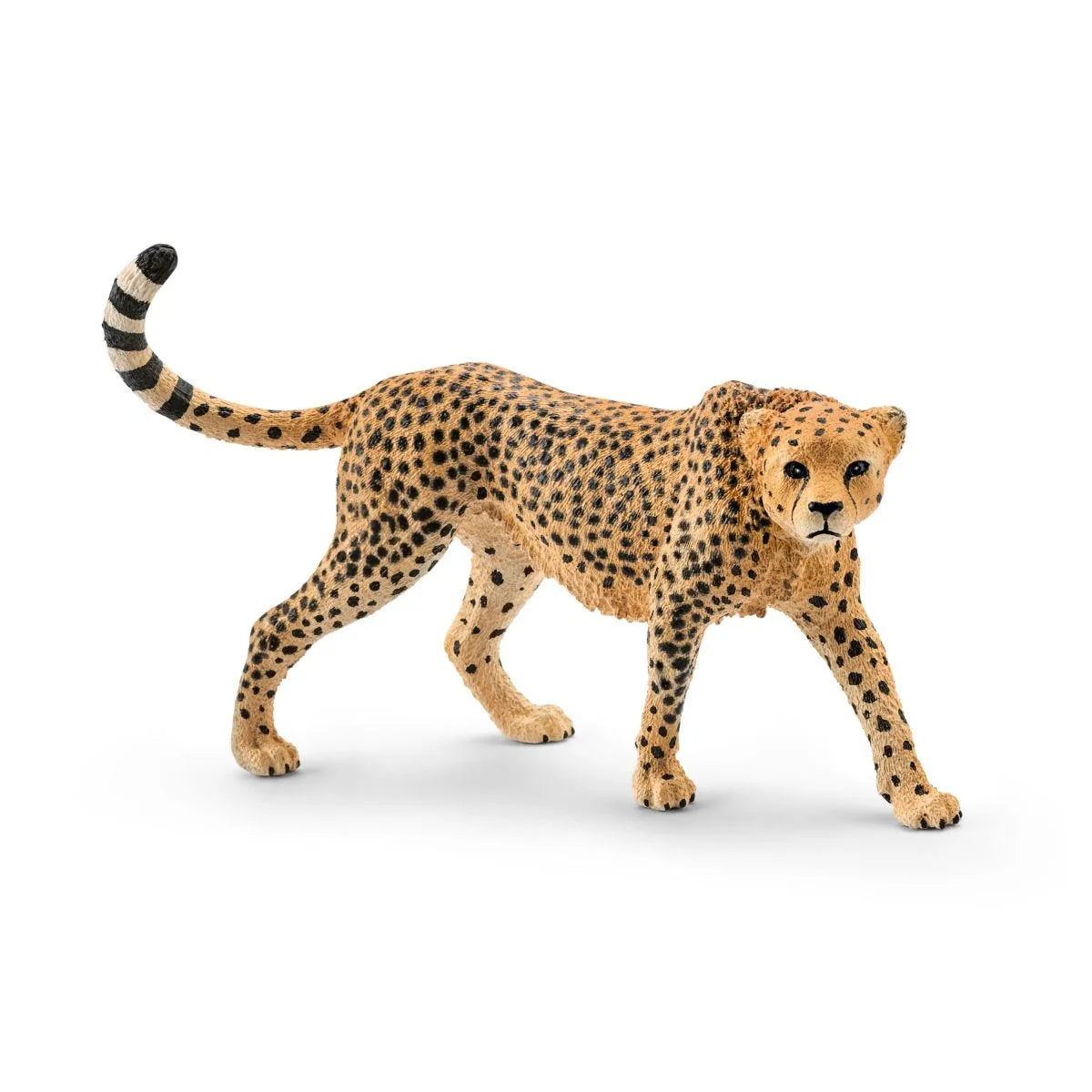 14746 Cheetah Female