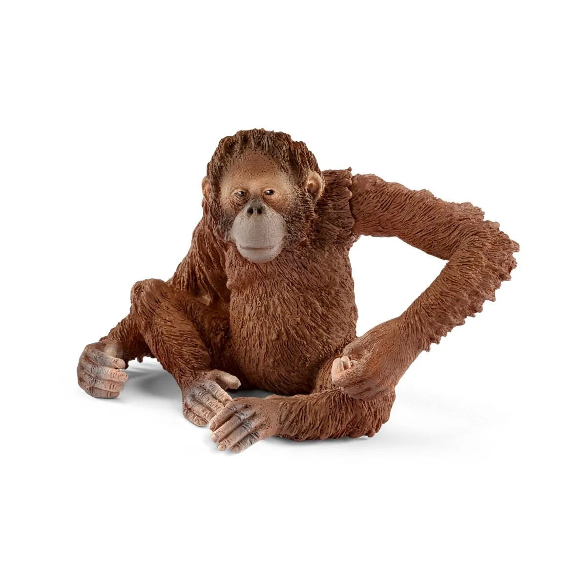 14775 Orangutan Female