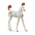 14896 Marwari Foal